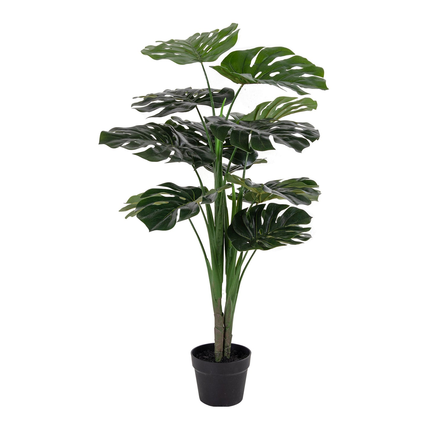 House Nordic Monstera